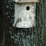 Natur Nistkasten aus Birkenholz, 32mm Ø, 14x14x22cm, FSC® zertifiziert.