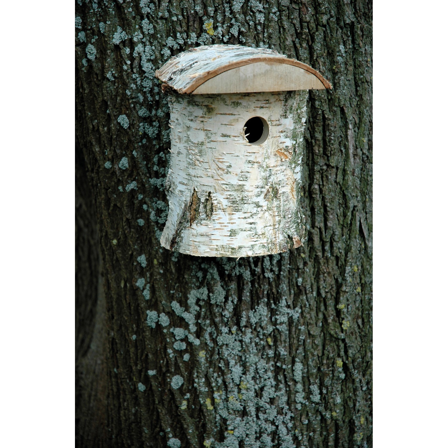Natur Nistkasten aus Birkenholz, 32mm Ø, 14x14x22cm, FSC® zertifiziert.