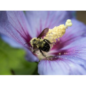 Nahaufnahme einer bepuderten Holzbiene auf einer blauen Hibiskusblüte der Sorte Hawaii Blau.
