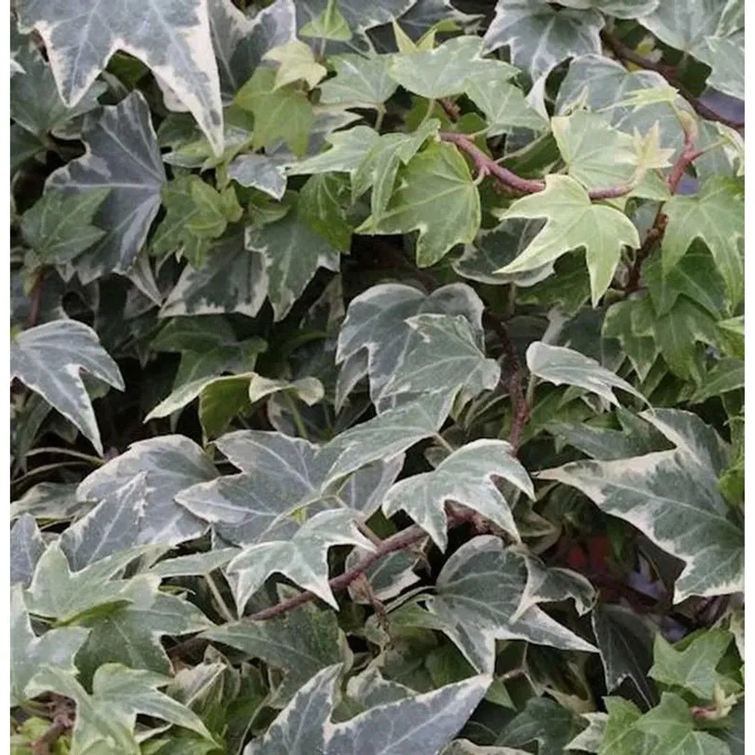 10x Efeu White Ripple 10-15cm - Hedera helix