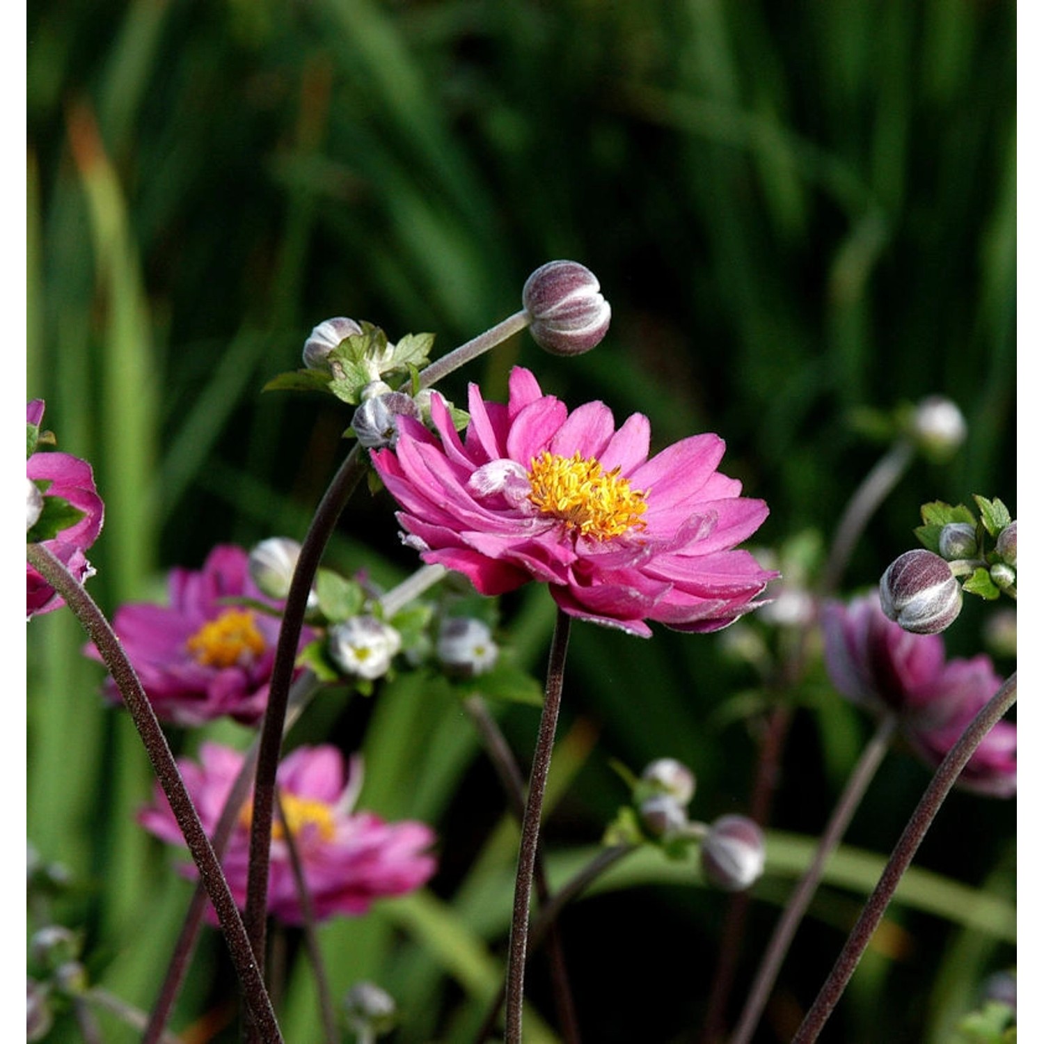 Anemone Pamina - Anemone japonica günstig online kaufen