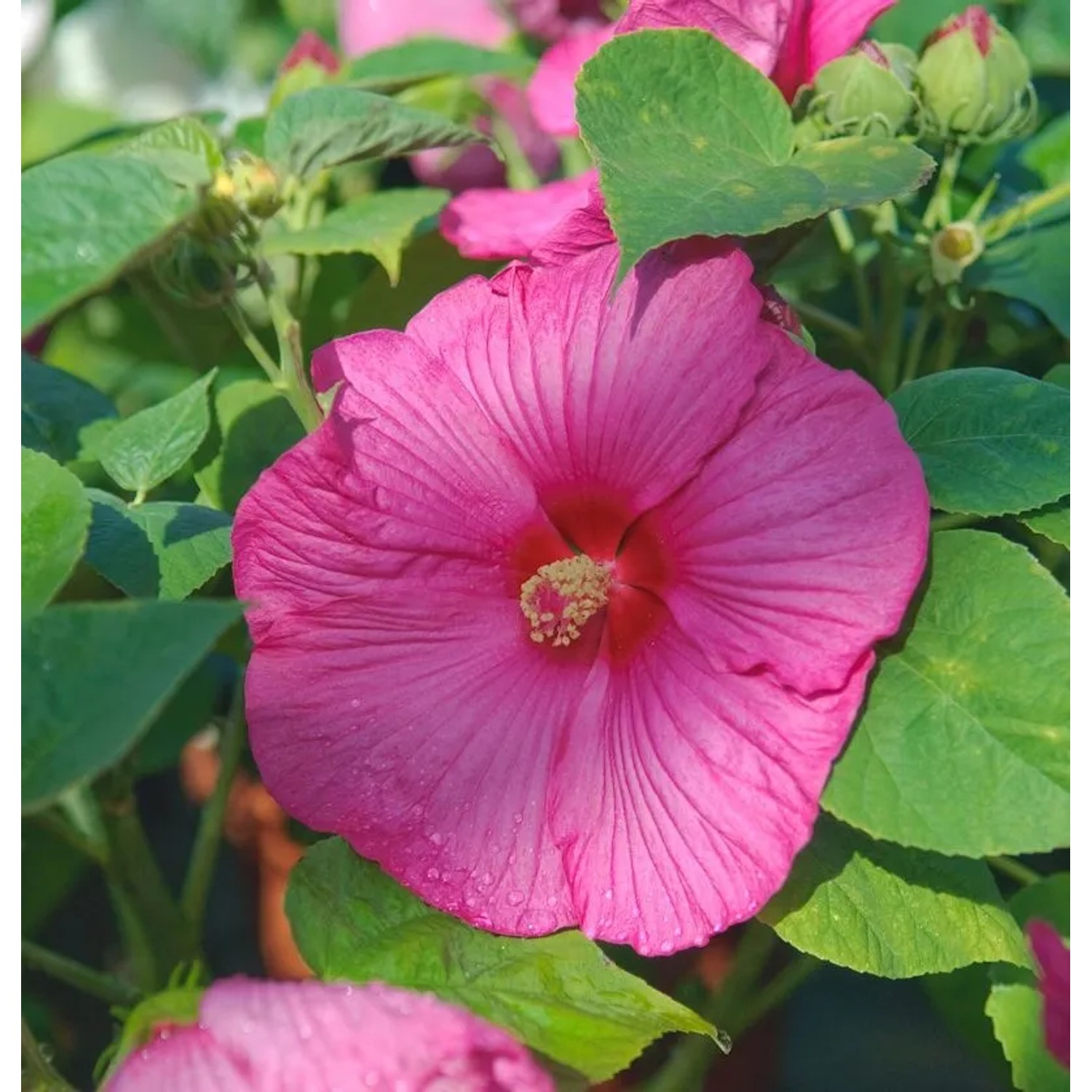 Staudeneibisch Summerific Candy Crush 40-60cm - Hibiscus moscheutos günstig online kaufen