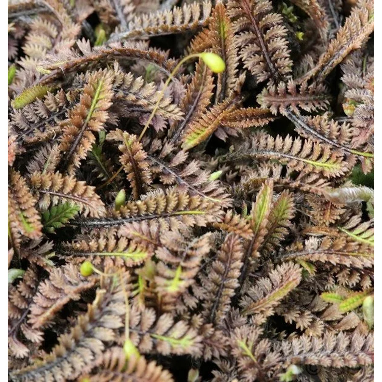 Dunkles Fiederpolster Platt's Black - Leptinella spualida