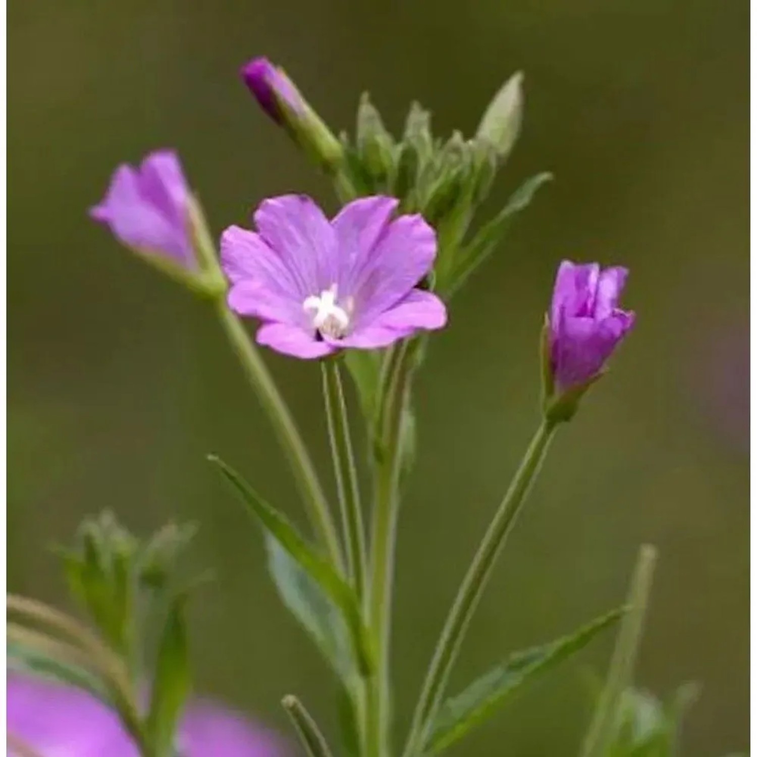 Zottiges Weidenröschen - Epilobium hirsutum