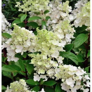 Rispenhortensie 'Sugar Rush' mit weißen Blütenständen und grünen Blättern.