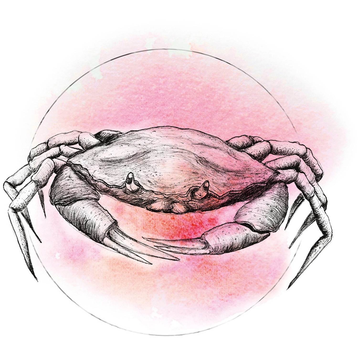 Komar Wandbild Crab Watercolor 40 x 50 cm günstig online kaufen