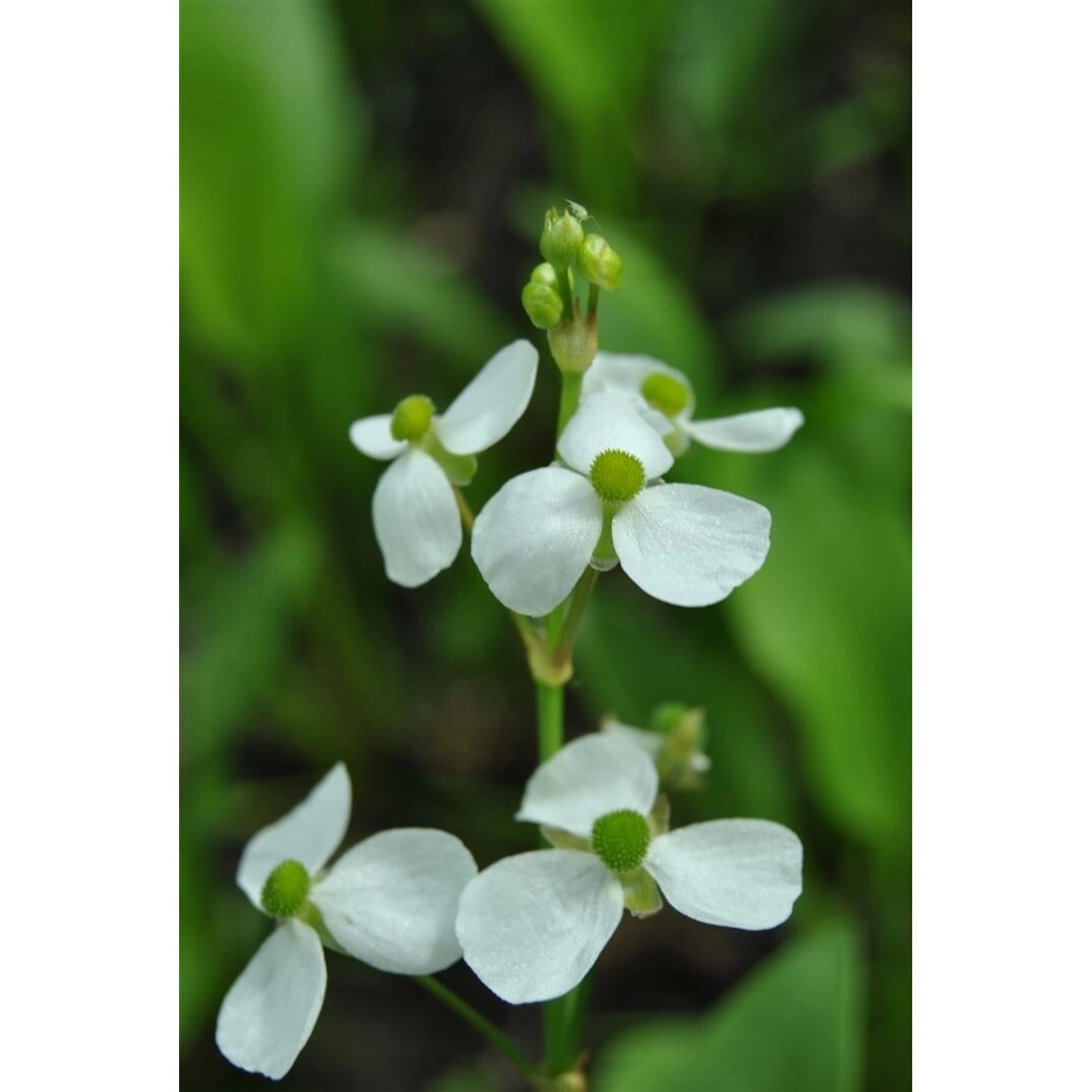 Alisma Parviflorum Kleines Froschkraut Ca. 9x9 cm Topf günstig online kaufen