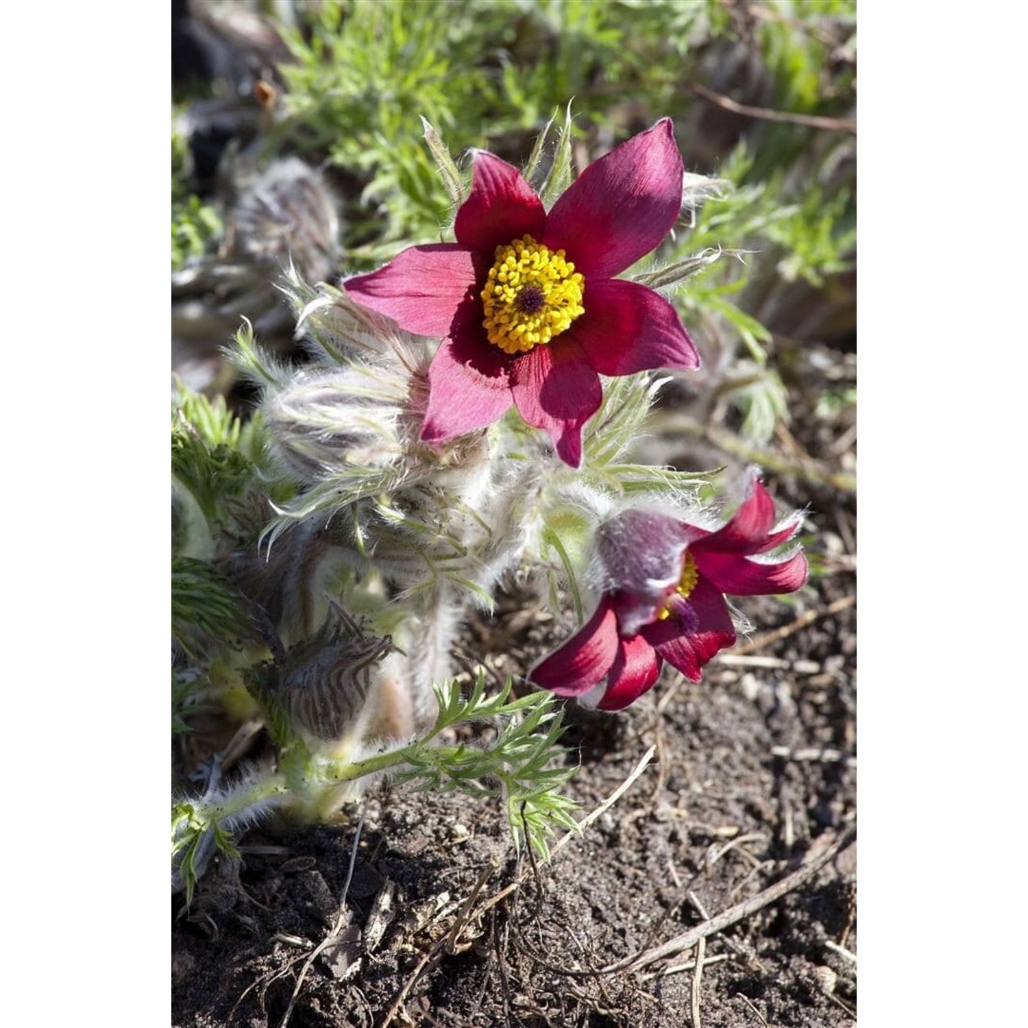 Pulsatilla Vulgaris Pinwheel Rot R Küchenschelle Ca. 9x9 cm Topf günstig online kaufen