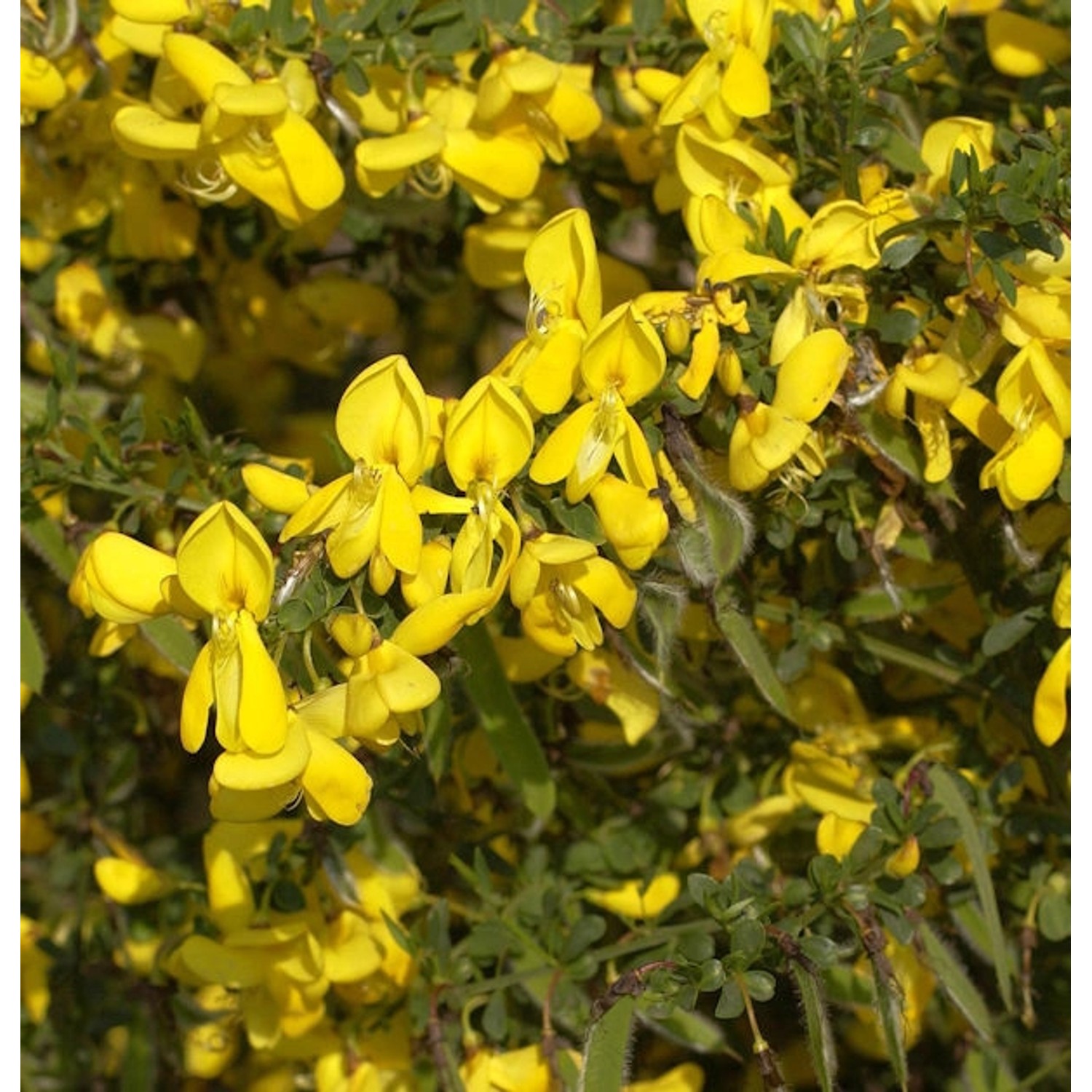 Edelginster Vanessa 60-80cm - Cytisus scoparius günstig online kaufen