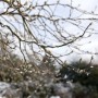 Magnolia Loebneri Leonard Messel mit rosa Blütenknospen im Winter.