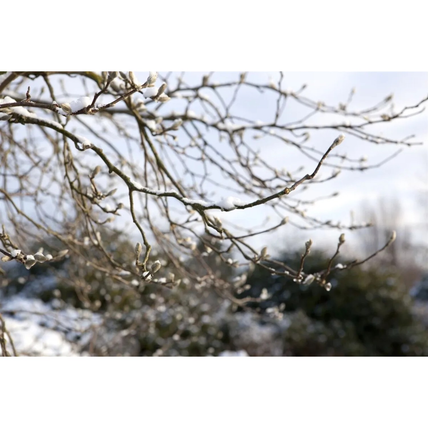 Magnolia Loebneri Leonard Messel mit rosa Blütenknospen im Winter.