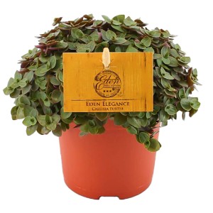 Callisie Turtle im Topf, eine attraktive Grünpflanze mit kleinen, runden Blättern.