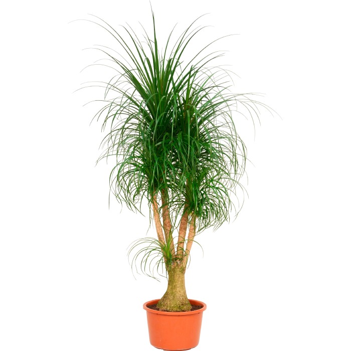 Elefantenfuss Kaufen 150 Cm