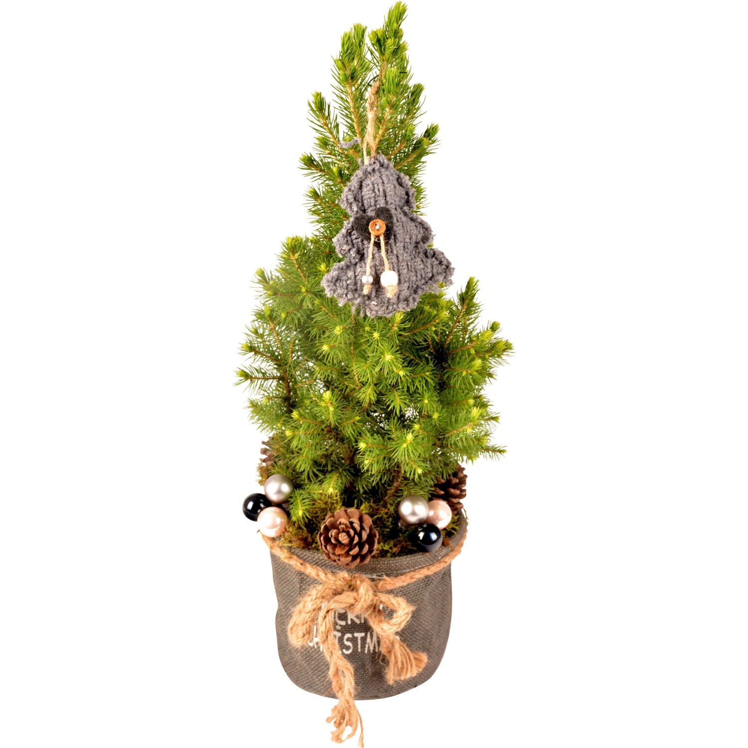 Wunderbar Mini Tannenbaum Echt Obi Fotos