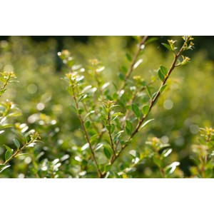 Nahaufnahme der Japanischen Stechpalme 'Stokes' (Ilex crenata) mit grünen Blättern.