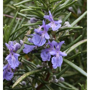 Blühender Rosmarin Repens (Rosmarinus officinalis) mit blauen Blüten, Nahaufnahme.