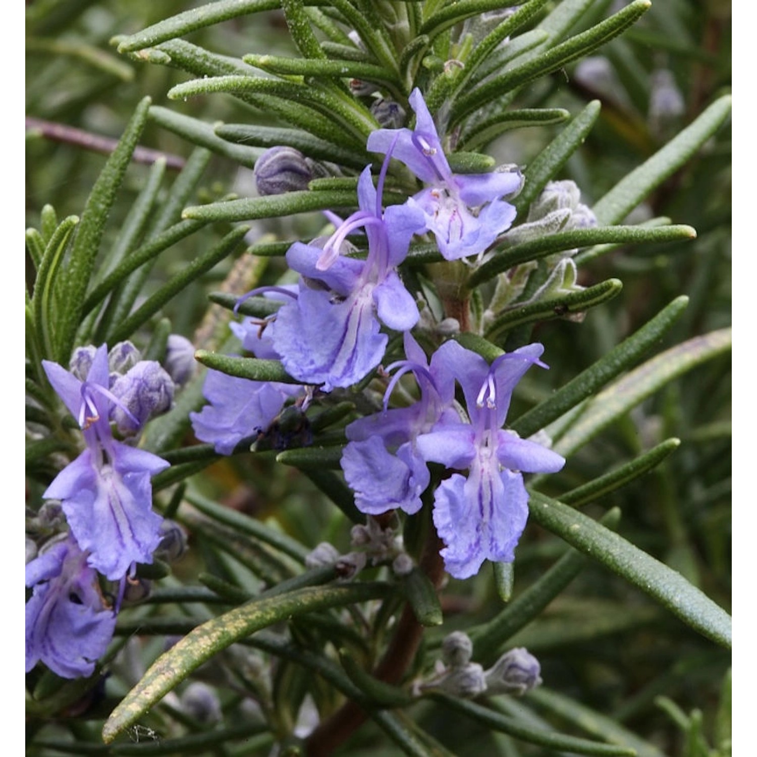 Rosmarin Repens - Rosmarinus officinalis günstig online kaufen