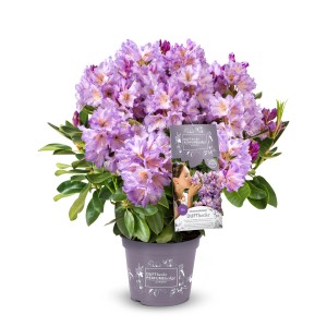 Rhododendron Dufthecke® Lila im Topf, ca. 30-40 cm hoch, mit üppigen lilafarbenen Blüten.