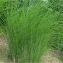 Grünes Chinaschilf 'Gracillimus' im XXXL Topf, ein Ziergras für den Garten.