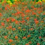Foto der Euphorbia Griffithii Dixter Staude mit leuchtend orangefarbenen Blüten im 9x9 cm Topf.