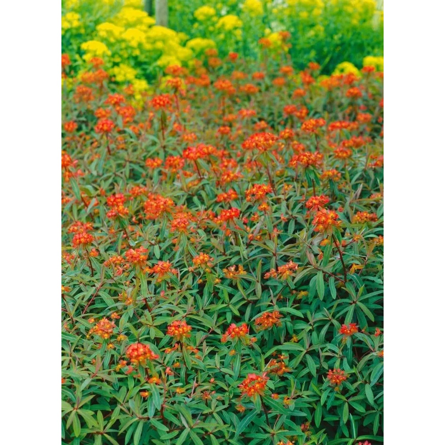 Foto der Euphorbia Griffithii Dixter Staude mit leuchtend orangefarbenen Blüten im 9x9 cm Topf.