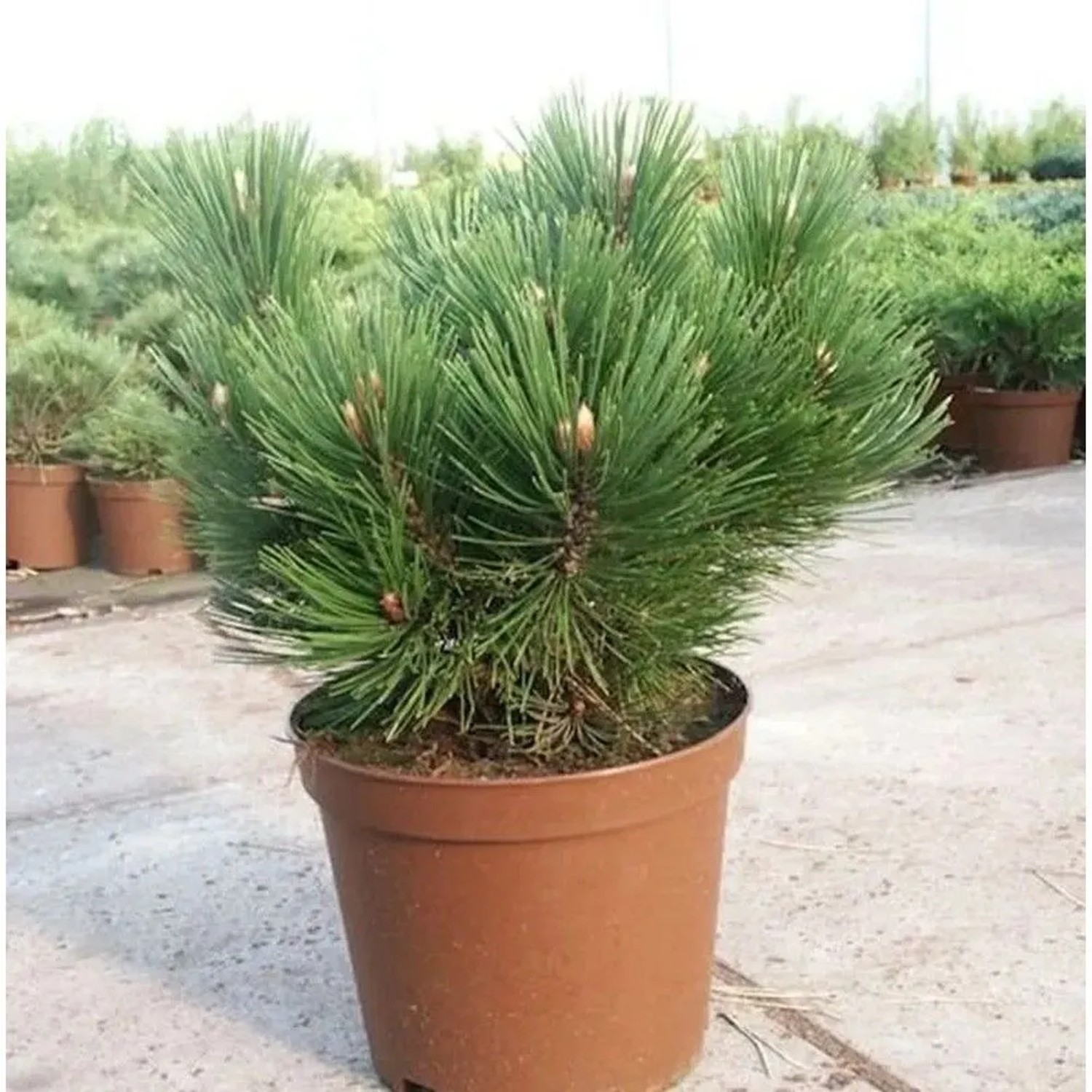 Kompakte Schlangenhautkiefer Dem Ouden 80-100cm - Pinus,eucodermis