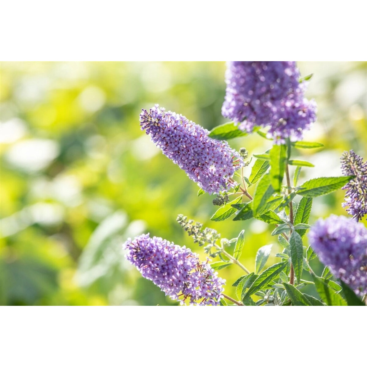 Buddleja Buzz Violet Schmetterlingsstrauch 40-60 cm günstig online kaufen
