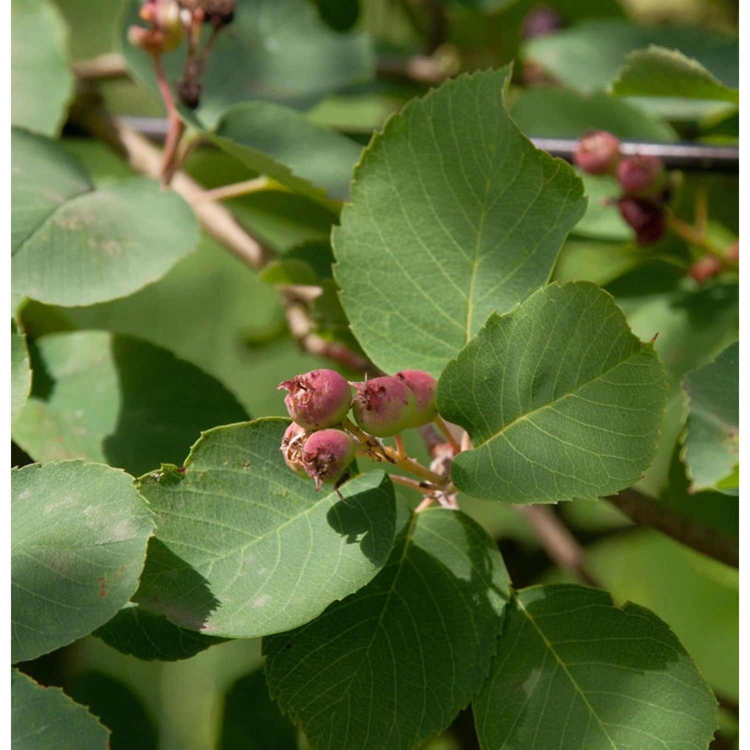 Erlenblättrige Felsenbirne Martin 100-125cm - Amelanchier alnifolia günstig online kaufen