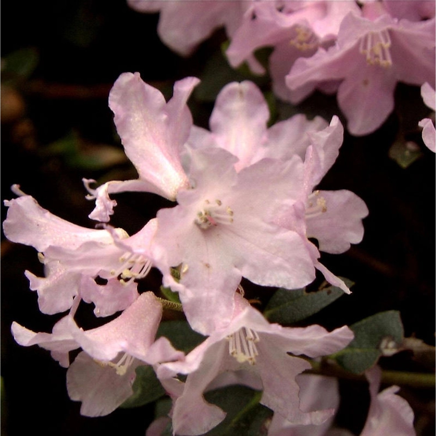 Rostblättrige Alpenrose Tottenham 10-15cm - Rhododendron ferrugineum günstig online kaufen