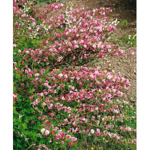 Blühender Purpur-Ginster (Cytisus Purpureus), 20-30 cm hoch, mit purpurroten Blüten.