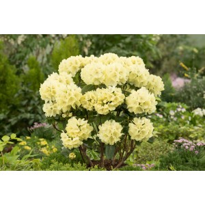 Gelber Rhododendron Goldkrone im 4 l Topf, ca. 20-30 cm hoch.