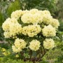 Gelber Rhododendron Goldkrone im 4 l Topf, ca. 20-30 cm hoch.