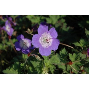 Blüte des Geranium Wallichianum 'Sweet Heidy' im Topf, blau-violette Blütenblätter mit weißer Mitte.