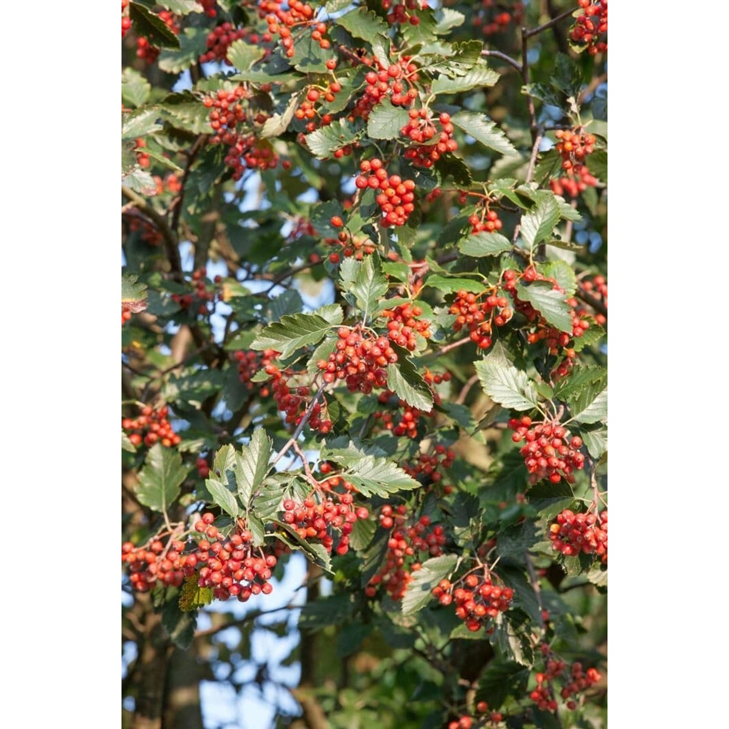 Sorbus Intermedia Mehlbeere 80–100 cm günstig online kaufen