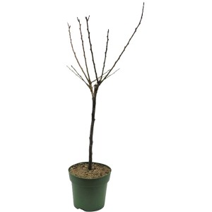 Bio Aprikosen-Zwergobstbaum im Topf, ca. 60-80cm hoch. Ideal für Kübel.
