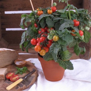 Bio Tomate Roma im Topf mit roten und grünen Tomaten.