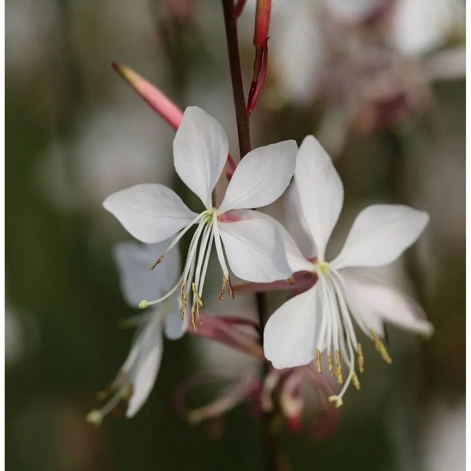 Prachtkerze Whirling Butterflies - Gaura,indheimeri