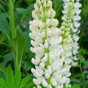 6 x Lupine 'Noble Maiden' Lupinus Topf 9cm Weiße Blüten