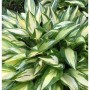 Funkie Cherry Berry (Hosta Hybrid) mit grün-weiß panaschierten Blättern.