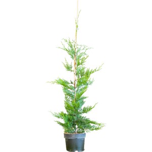 Leylandzypresse Set à 75 Stück Höhe ca. 100 - 125 cm Cupressus × leylandii