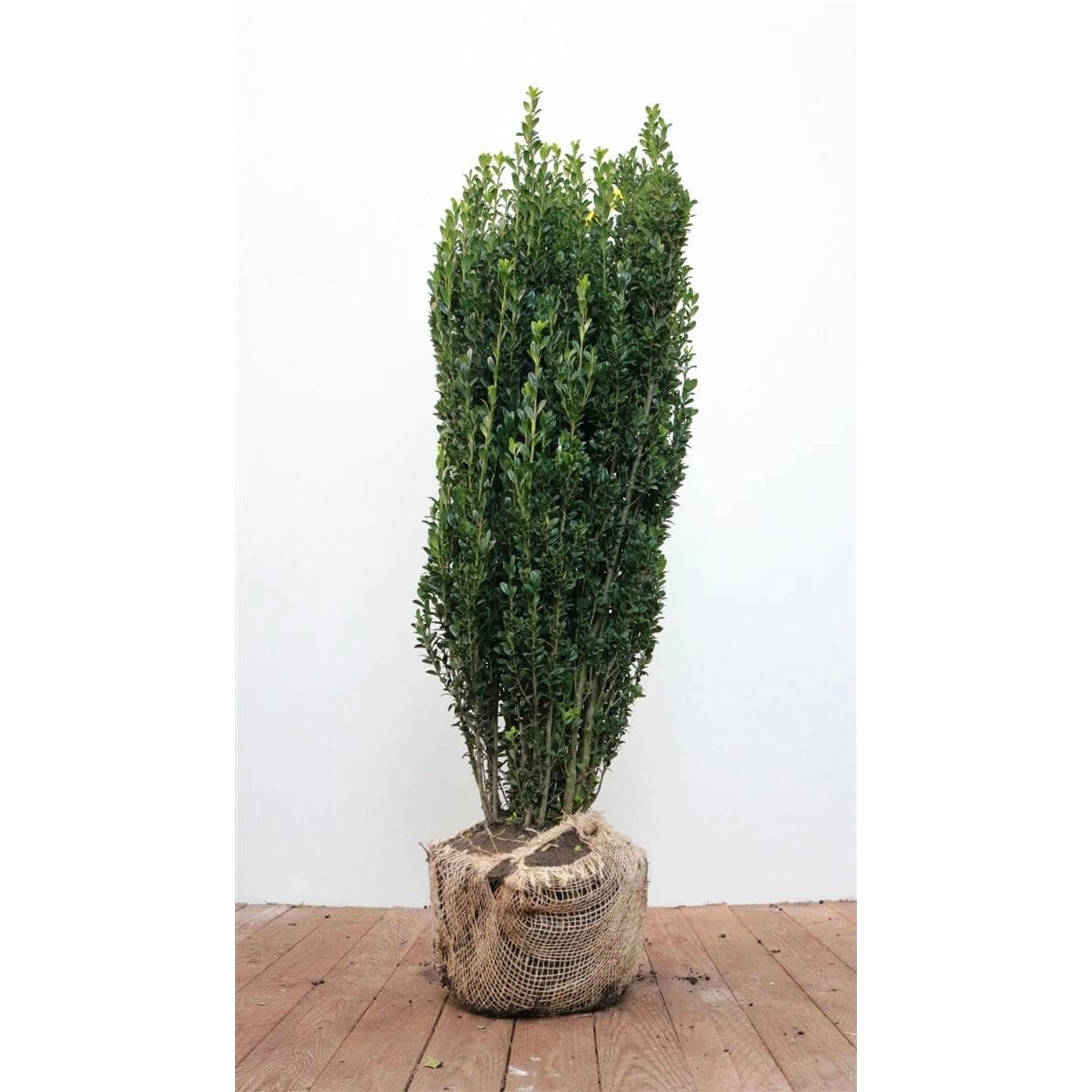 Ilex crenata 'Fastigiata' 80-100 cm günstig online kaufen