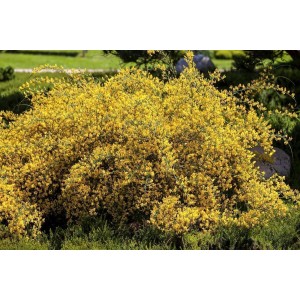 Gelb blühende Genista Lydia (Ginster) Staude, ca. 20-30 cm hoch.
