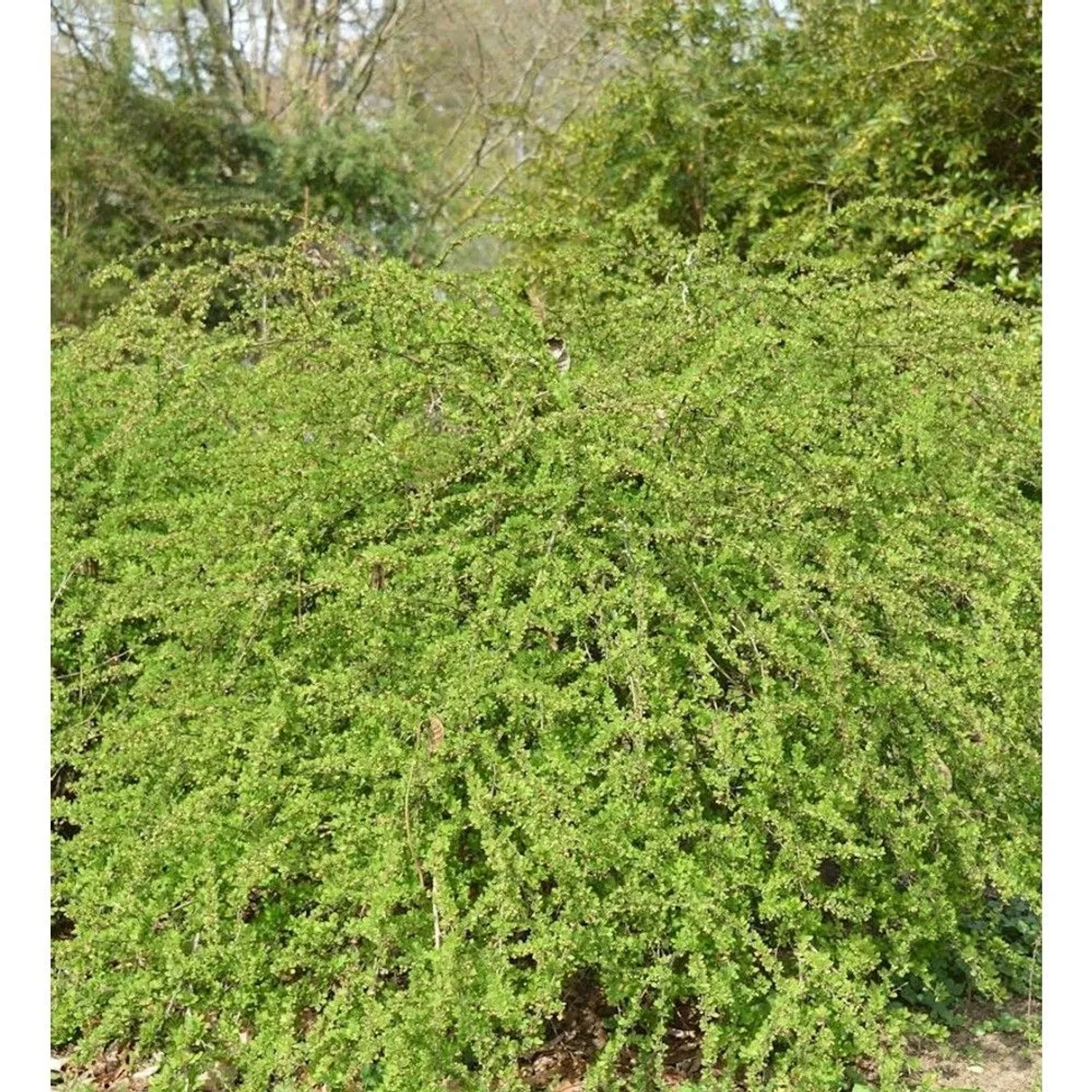 Teppich Beberitze Green Carpet 40-60cm - Berberis thunbergii