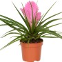 Tillandsie Josée im Topf, ca. 9 cm, mit rosa Blüte. Dekorative Zimmerpflanze.