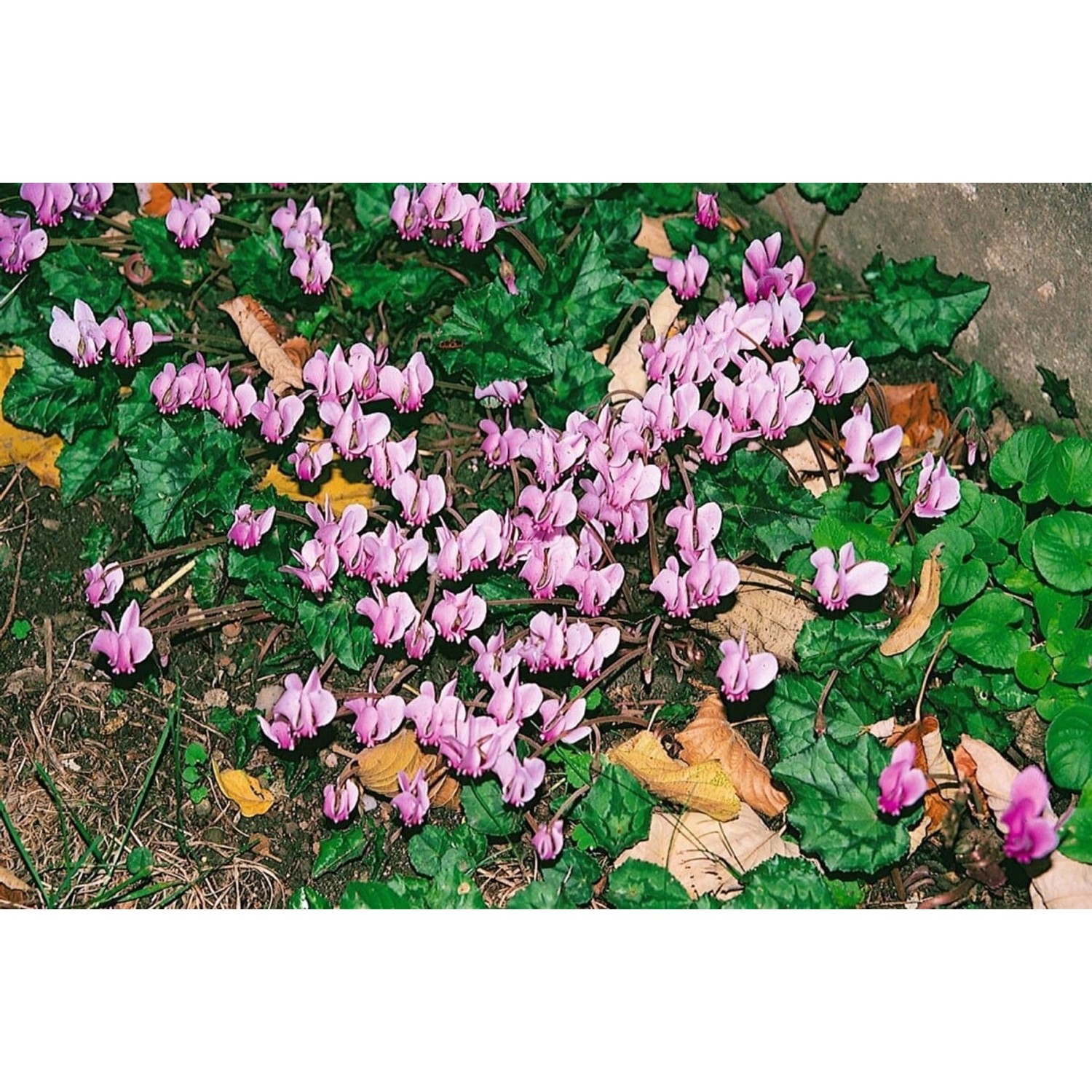 Cyclamen Hederifolium Rosenteppich Efeublättriges Alpenveilchen Ca. 9x9 cm günstig online kaufen