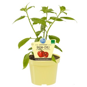 Blu Baum-Chili im Topf, ca. 12 cm Ø. Küchenkräuter mit grünen Blättern und gelbem Topf.