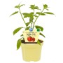 Blu Baum-Chili im Topf, ca. 12 cm Ø. Küchenkräuter mit grünen Blättern und gelbem Topf.