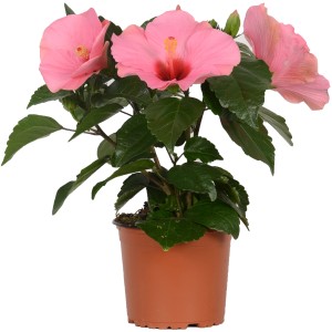 Roseneibisch HibisQs Rosa im Topf, eine blühende Zimmerpflanze mit pinkfarbenen Blüten.