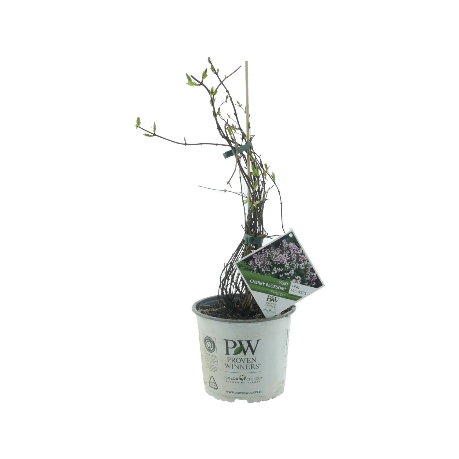 Maiblumenstrauch Yuki Cherry Blossom Hellrosa Höhe 30-40 cm Topf 3,5, Deutzia