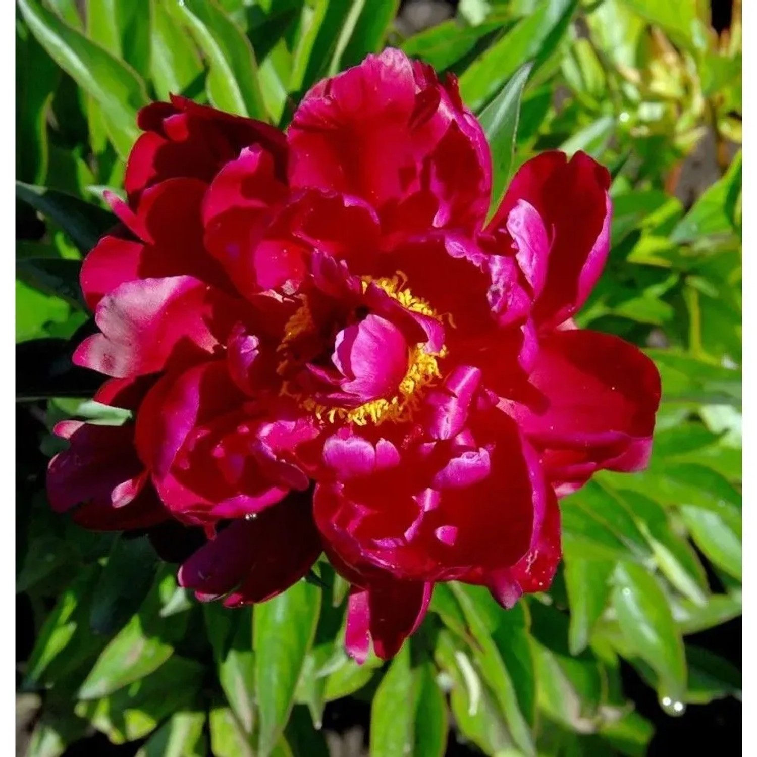 Edelpfingstrose Peter Brand - Paeonia,actiflora